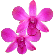 Dendrobium