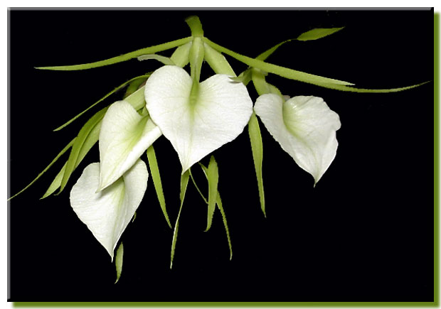 Brassavola Nodosa 'Little Stars'