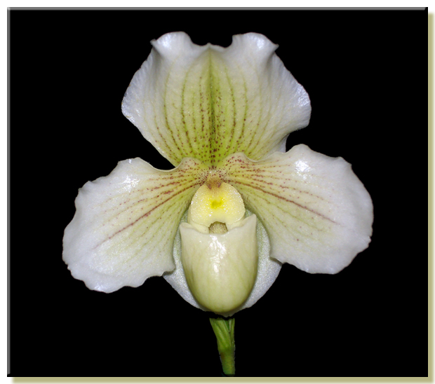 Paph Yerba Buena x White Legacy