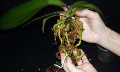 Repot Orchid