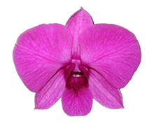 Dendrobium