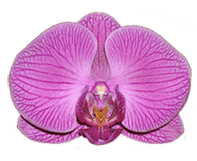 Phalaenopsis Ruey Lih Beauty