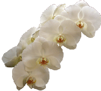 Phalaenopsis