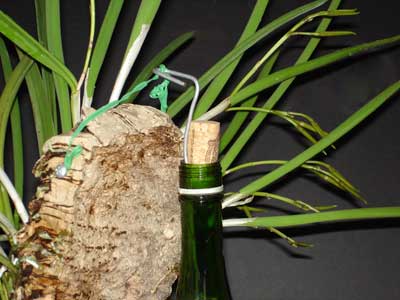 Mounted orchid hanging on a bottle filled with sand